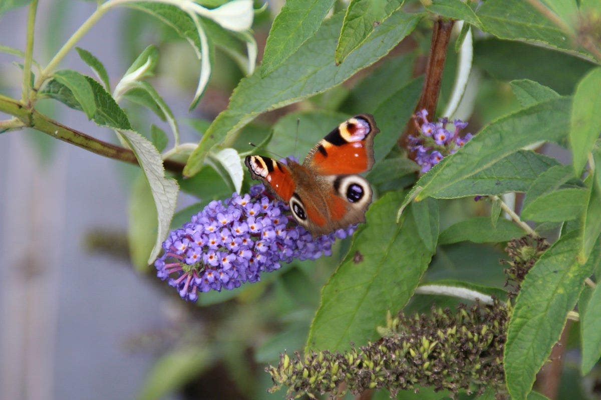 Vlinderstruik 'Empire Blue'