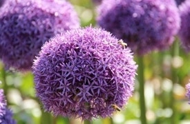 Frühjahrszwiebeln - Allium Blumenzwiebeln - Frühjahrszwiebeln - Allium