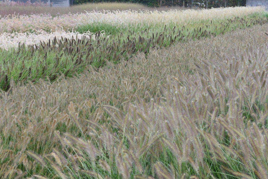 wann treiben meine Pflanzen aus