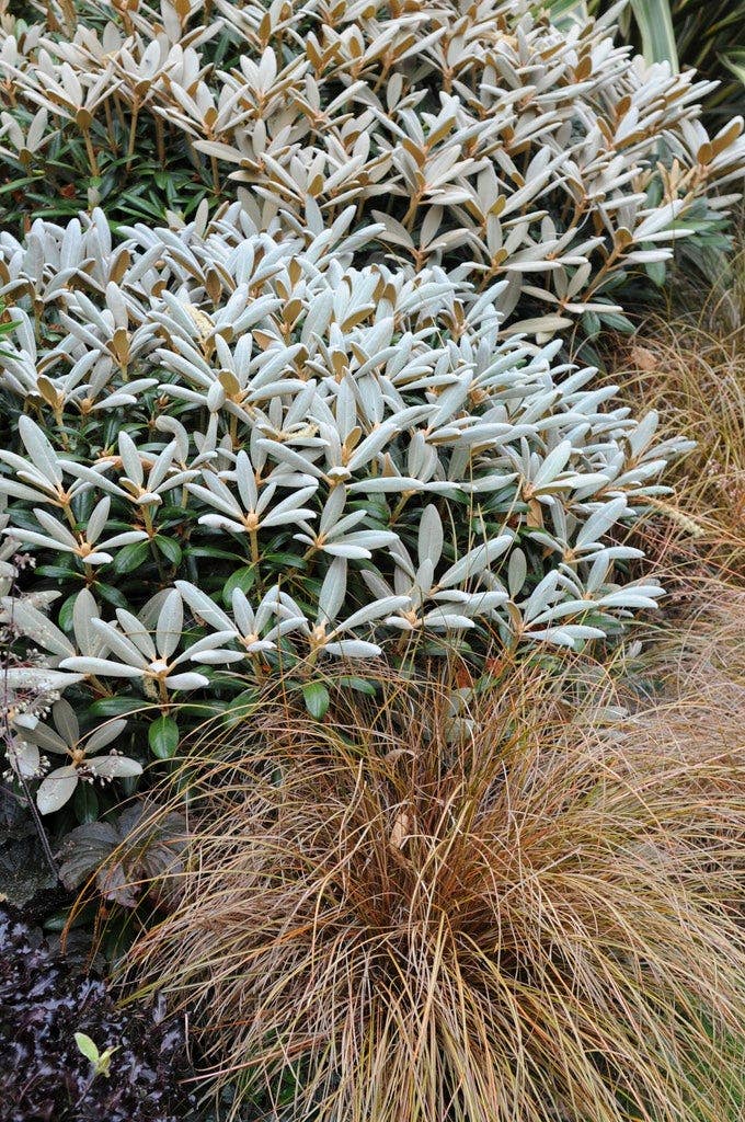 Winterharte Pflanzen