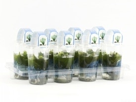 Waterwaaier Waterwaaier