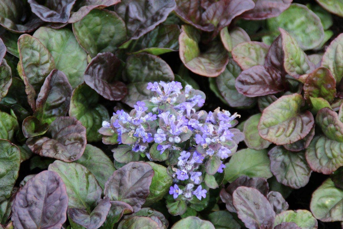 Immergrüne Bodendecker