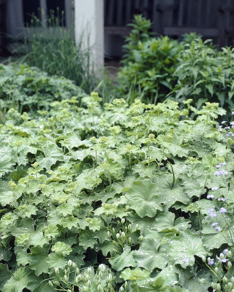 Gartenkalender April - Frauenmantel