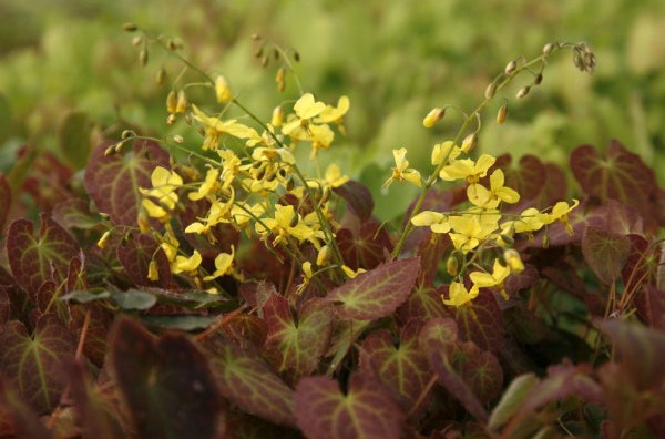 Schaduwplant Epimedium