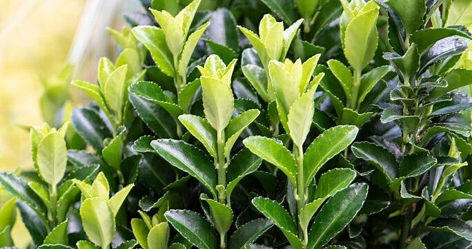 Buxus-Ersatz 3
