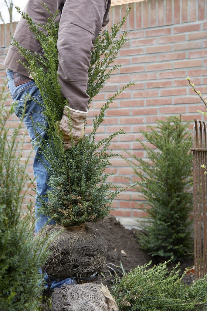 Taxus anpflanzen