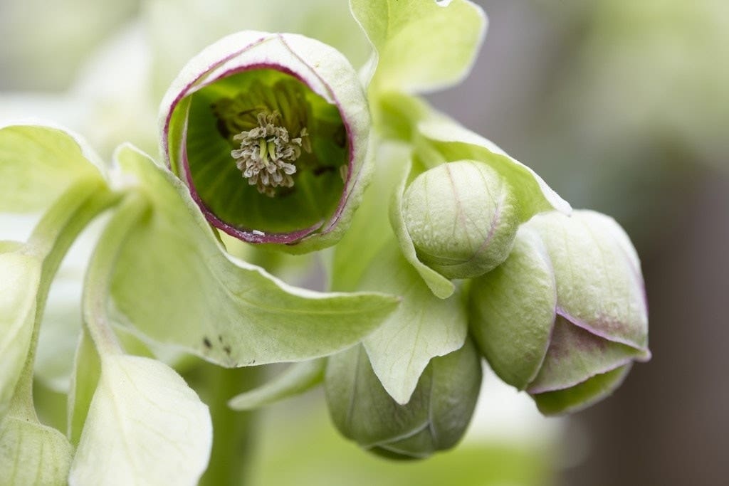 Helleborus foetidus - stinkender Nieswurz
