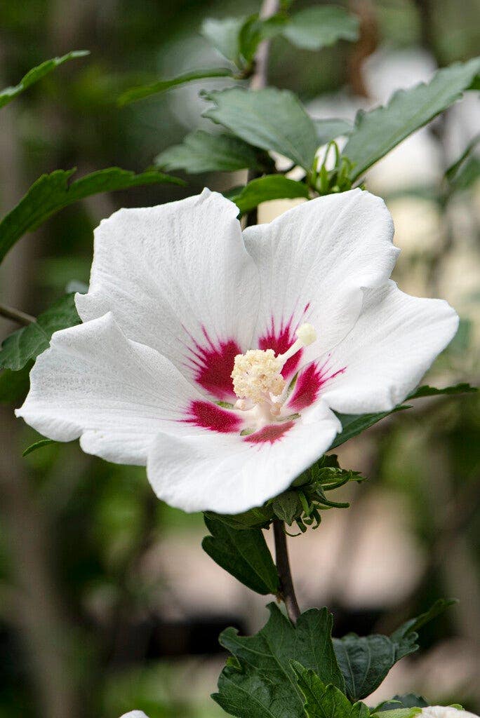 Hibiscus