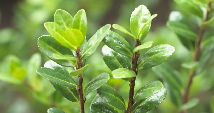 Buxus-Ersatz 1