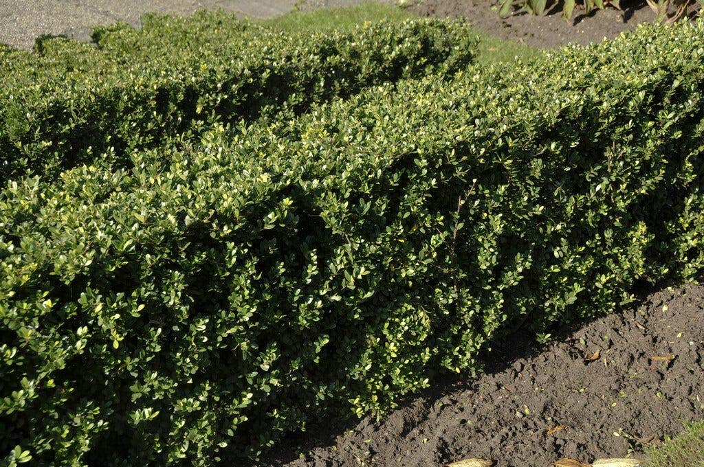 Niedrige Hecke - Ilex crenata