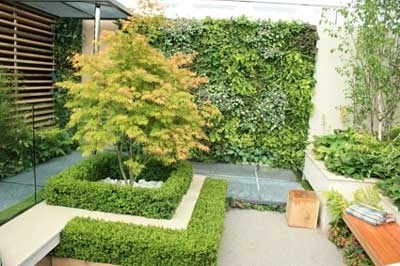 Baum in einem kleinen Garten