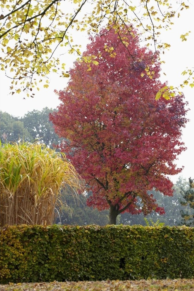 Herbstfarben von Liquidambar