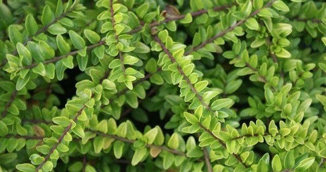 Buxus-Ersatz 2
