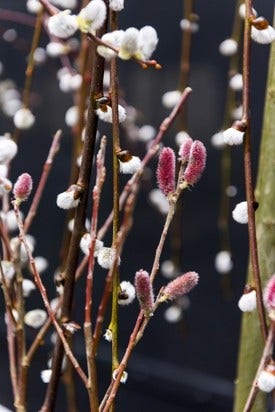 Salix - Kätzchen Salix - Kätzchen