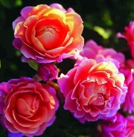 Stamrose Marie Curie