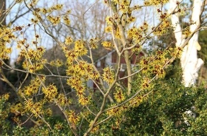 Zaubernuss