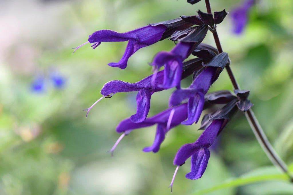 Bloeiende plant september: Salvia 'Amistad'