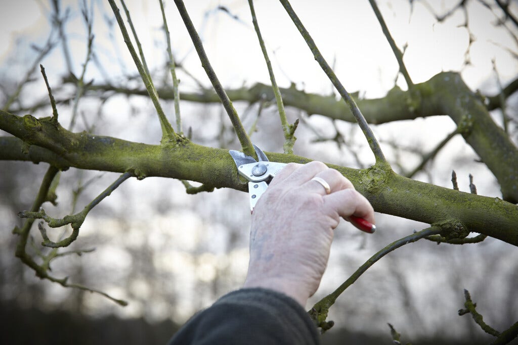 Apfelbaum schneiden