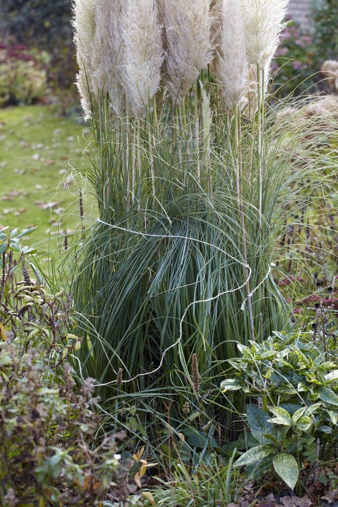 Winterbescherming planten