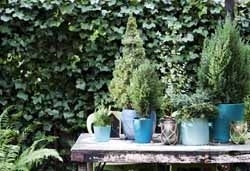 winterplanten_blauwe coniferen