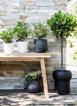 Pernettya und Lorbeer