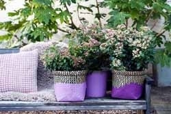 winterplanten_Viburnum