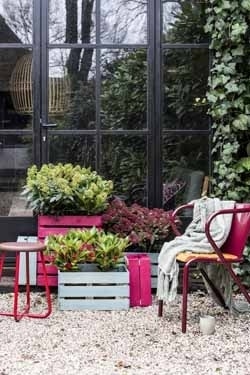 winterplanten_Skimmia