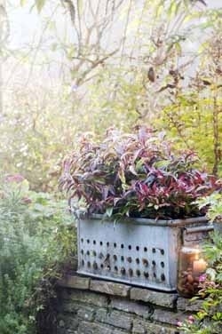 Winterplanten_Leucothoe